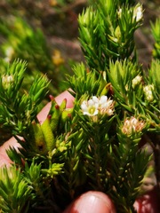Diosma subulata