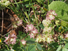 Valerianella obtusiloba