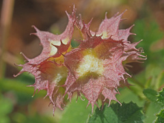 Valerianella obtusiloba