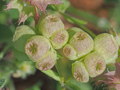 Valerianella vesicaria