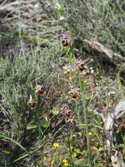 Ophrys fuciflora maxima