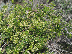 Rubia tenuifolia