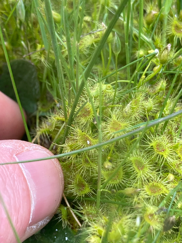Drosera hookeri (Drosera hookeri)