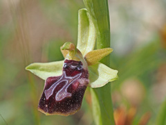 Ophrys sphegodes gortynia