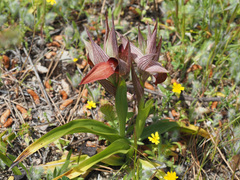 Bilamellaria
