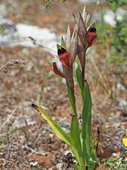 Bilamellaria