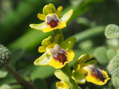 Ophrys lutea phryganae