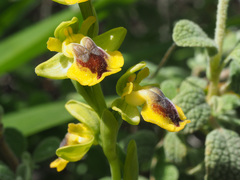 Ophrys lutea phryganae