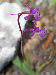 Orchis × sezikiana