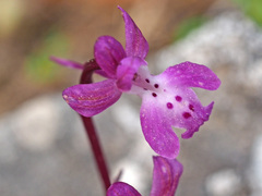 Orchis × sezikiana
