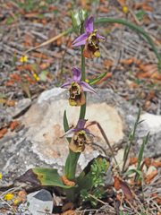 Ophrys fuciflora maxima