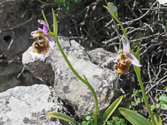 Ophrys fuciflora maxima