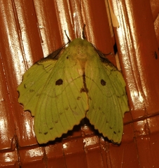 Crinocraspeda torrida