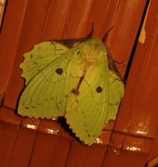 Crinocraspeda torrida