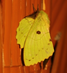 Crinocraspeda torrida