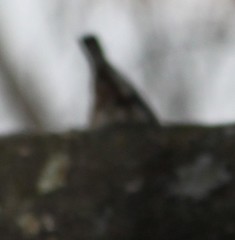 Sitta carolinensis
