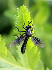 Dioctria atricapilla