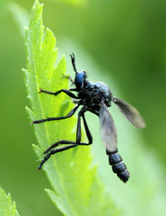 Dioctria atricapilla