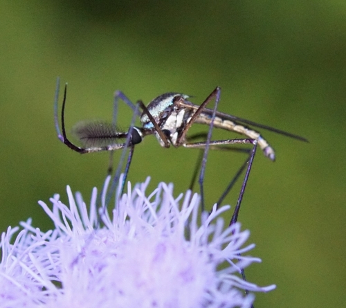 Unknown species found near Cambridge Highlands, Cambridge, MA, USA