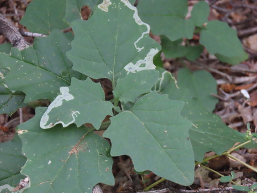 Unknown species found near Carnuel, NM 87123, USA