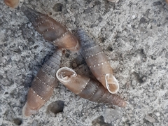 Clausilioidea