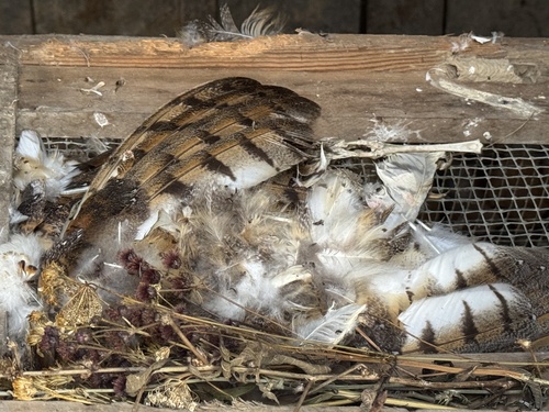 View observation of {o.common_name} on iNaturalist