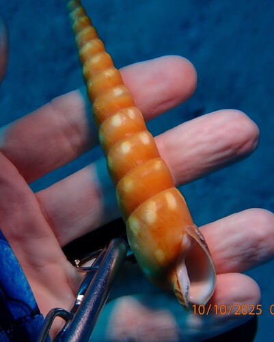 Terebra guttata, 2025-10-10
