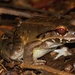 Leptodactylus savagei - Photo (c) Edward Bell, μερικά δικαιώματα διατηρούνται (CC BY), uploaded by Edward Bell