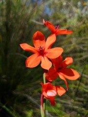 Watsonia stenosiphon