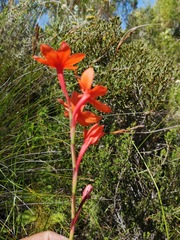 Watsonia stenosiphon