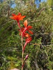 Watsonia stenosiphon