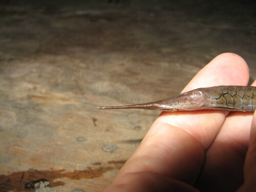 Natterer's twig catfish (Farlowella nattereri) — Loricariidae — 2