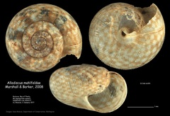 Image of Allodiscus mahlfeldae