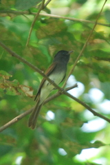 Terpsiphone atrocaudata