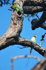 Psittacula longicauda
