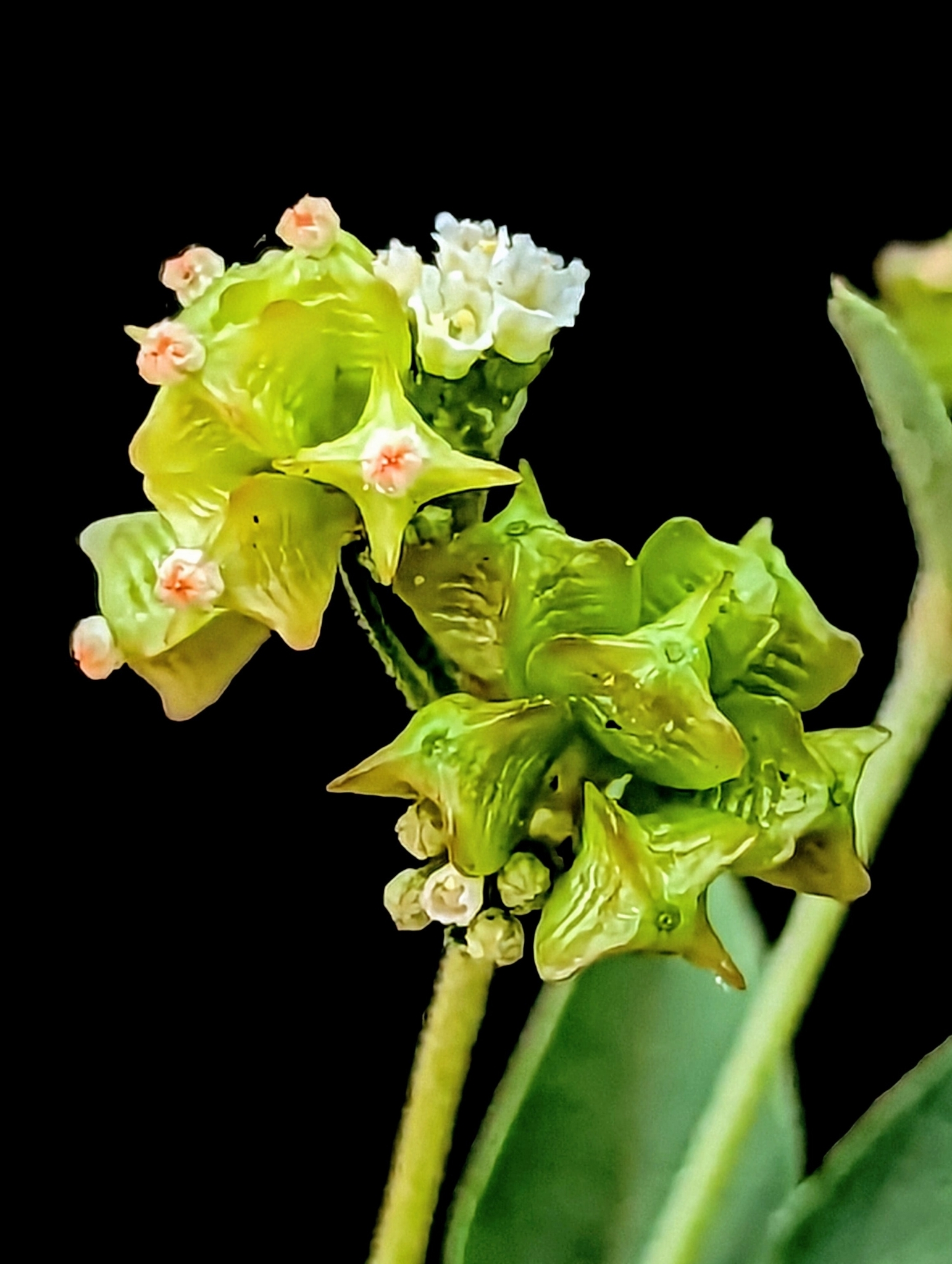 Boerhavia pterocarpa