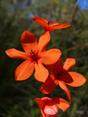 Watsonia stenosiphon
