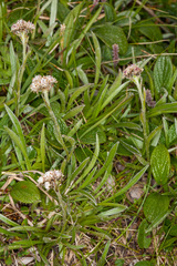 Antennaria carpatica
