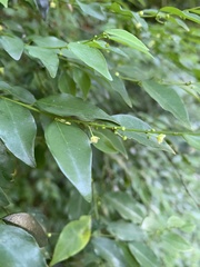 Pseudophyllanthus ovalis
