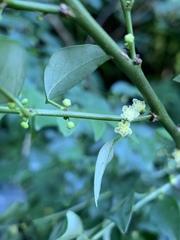 Pseudophyllanthus ovalis