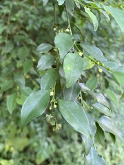 Pseudophyllanthus ovalis