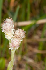 Antennaria dioica