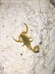 Centruroides exilicauda