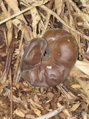 Enterolobium