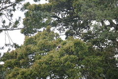 Semnopithecus vetulus