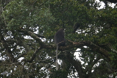 Semnopithecus vetulus