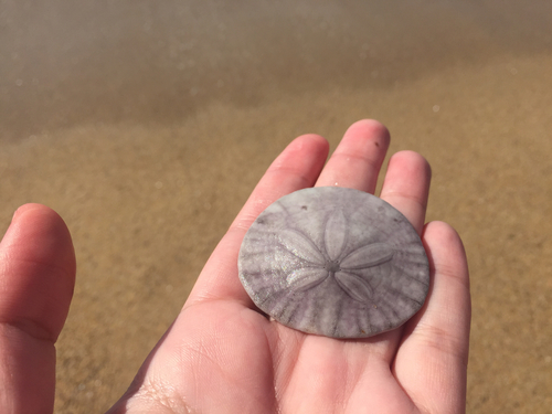 Eccentric Sand Dollar, photo 9 of 10