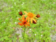Tephroseris porphyrantha