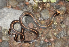 Calliophis intestinalis