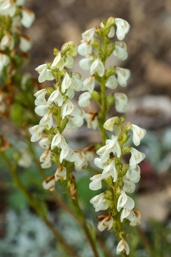 curved-beak lousewort (Pedicularis contorta)